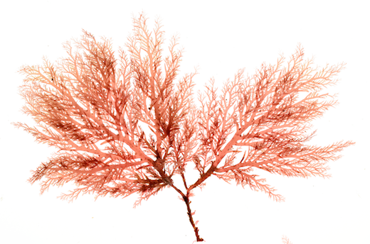 Plocamium cartilagineum